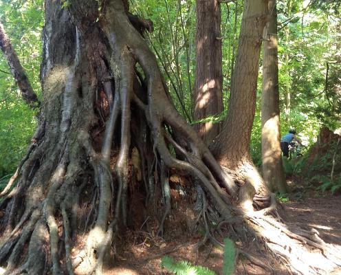 A cyclist disappears behind a tree with above-ground roots, that has grown from a nurse log.