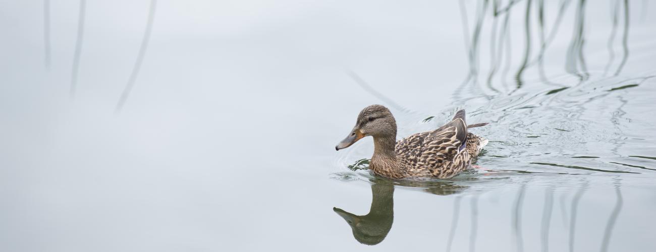A female mallard duck swimming cross the water, creating ripples on the reed grass reflected in the water. 