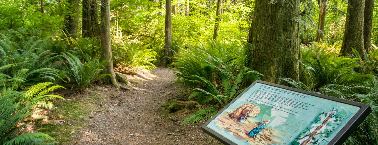 Interpretive sign in the front, right side of the photo describes the "Pretzel Tree."  The gravel and dirt trail in the center of the photo is flanked on both sides by lush green trees and ferns. 