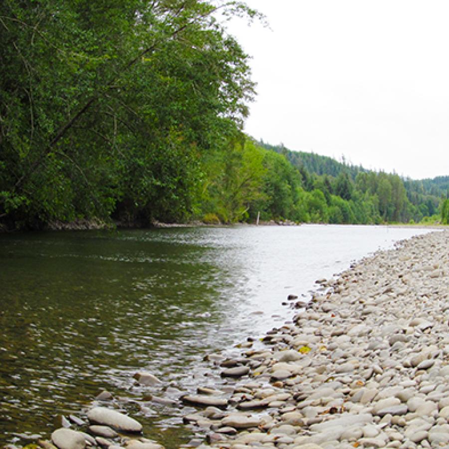 Bogachiel River with a rocky shore surrounded by trees.