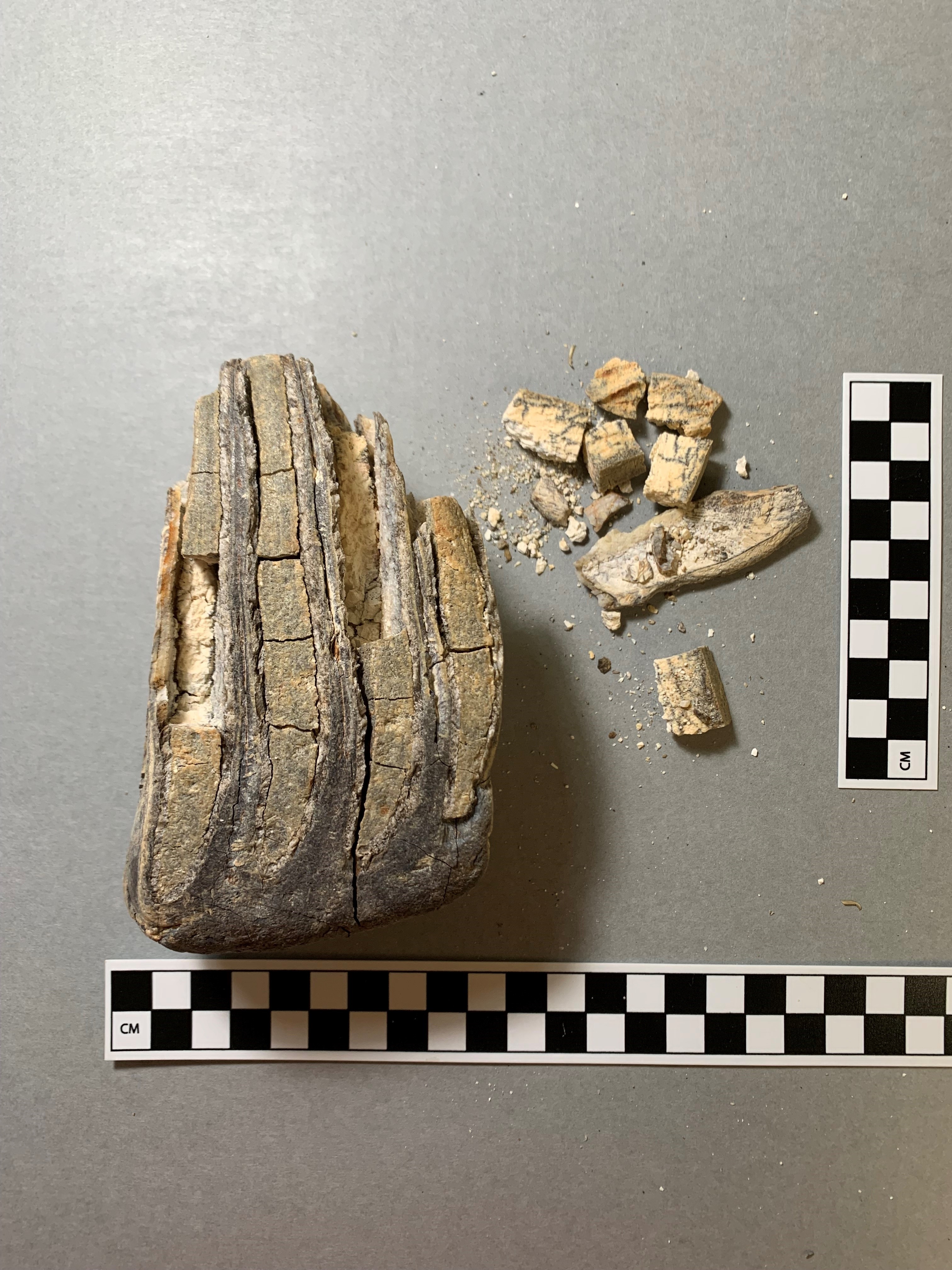 Mammoth tooth fragments