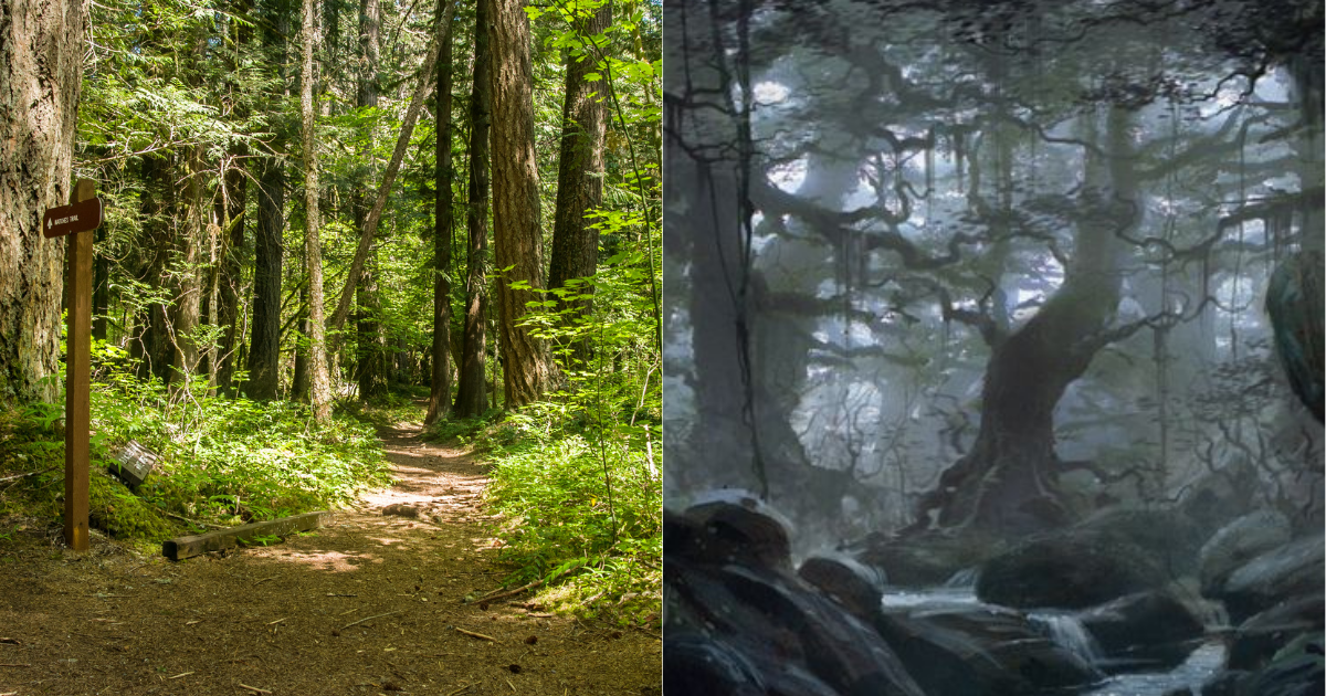 side by side photos of Federation Forest State Park and The Lord of the Rings' Old Forest