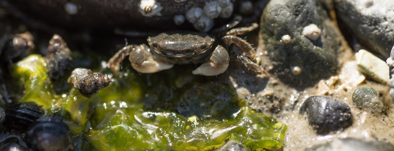 Crab hiding under a rock on the beach