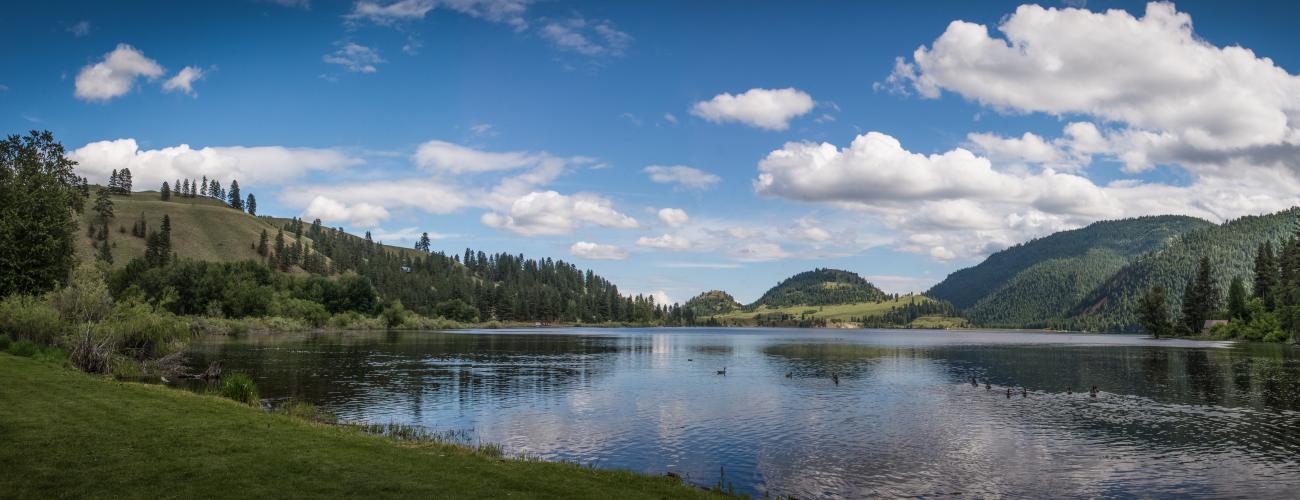 A view from the edge of a lake with ducks swimming in the water and trees and hills in the background