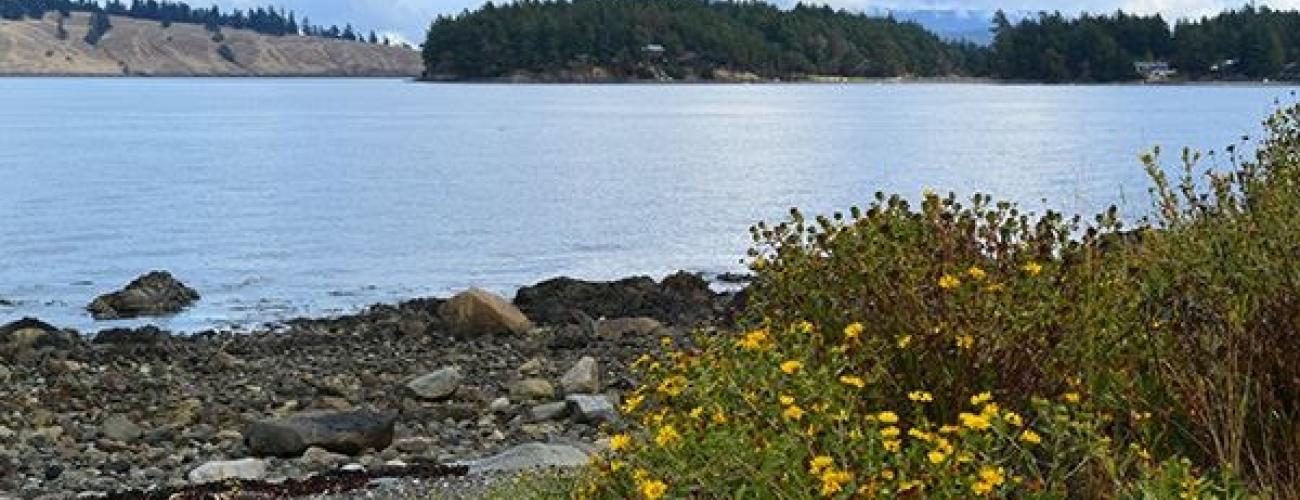 Small yellow flowers with small green leaves and a piece of driftwood take up the foreground with a view of the rocky beach behind them. In the midground the water is reflecting the light blue sky and white fluffy clouds. In the distance hills with rocky sides and forested tops are visible. 