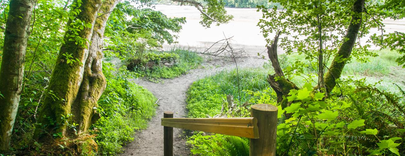 Wooden stairs with a wooden handrail down to a trail that leads to the rocky beach. On both sides of the trail trees with bright green leaves are visible as well as green understory. 