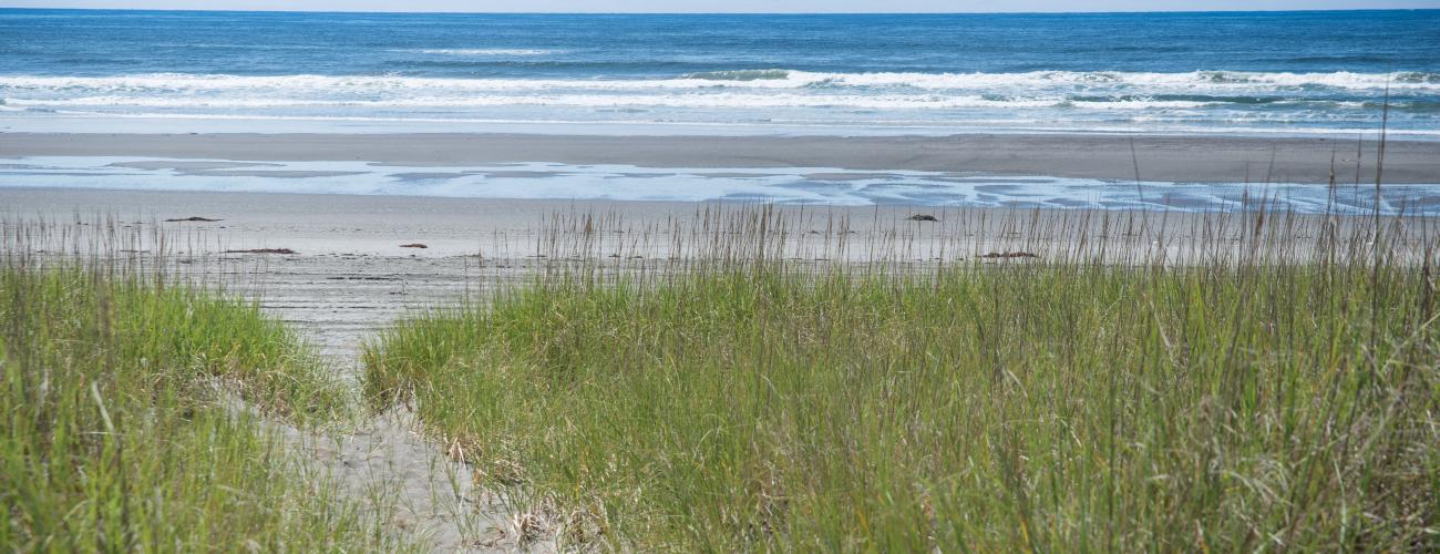 Twin Harbors dunes grassy trail to ocean beach