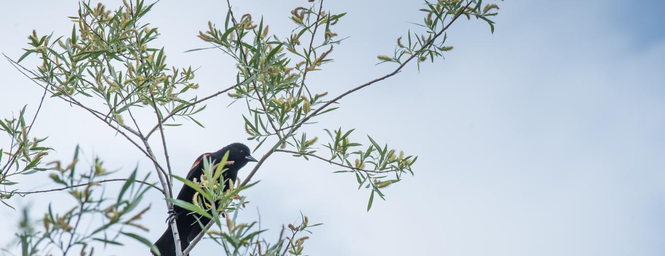 Bird in tree.