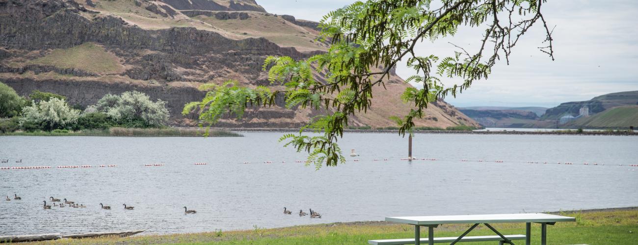 Ducks swim in the swim area and a picnic table sits on the green lawn. The rocky hillside is seen in the background.