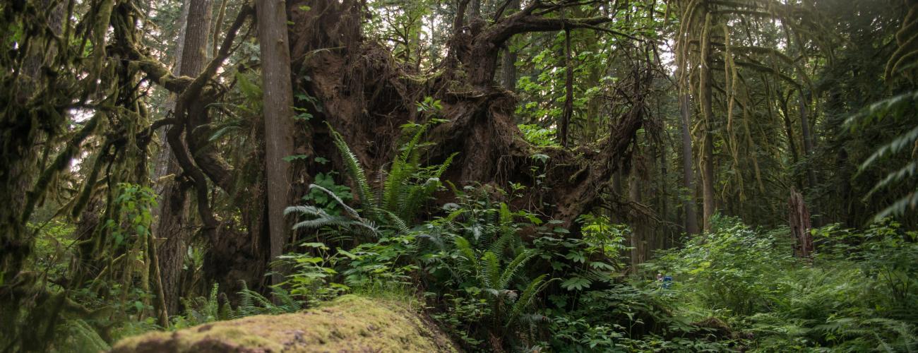 A dirt trail is on the right with a huge downed tree to the left with it's massive roots visible. The undergrowth and ferns are growing up and around the log and in the background lush green trees and undergrowth can be seen. 