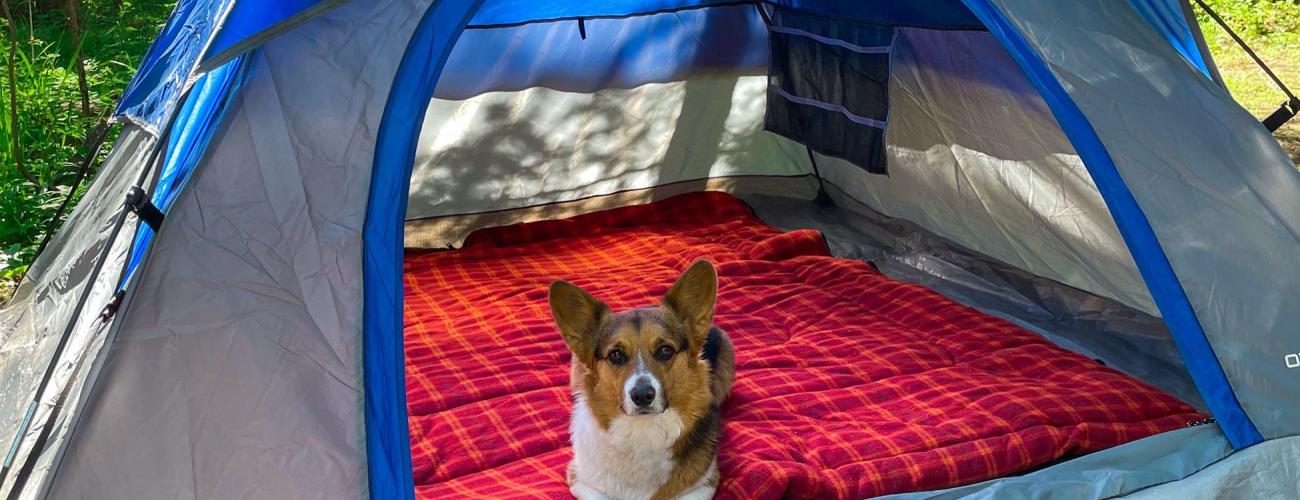 Corgi laying in a tent