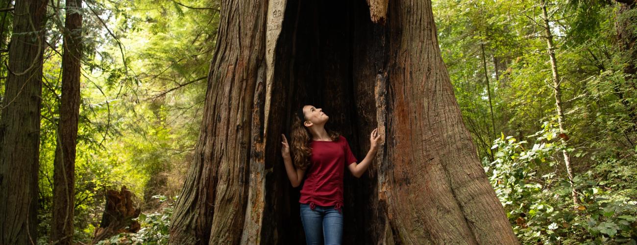 A woman stands in the hollow of a large tree in the forest.