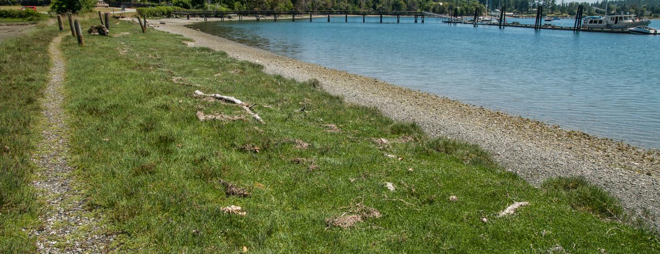 A gravel trail cuts through green grass with the rocky beach and water to the right. A wooden dock and boats, evergreen trees and blue sky sit in the background. 