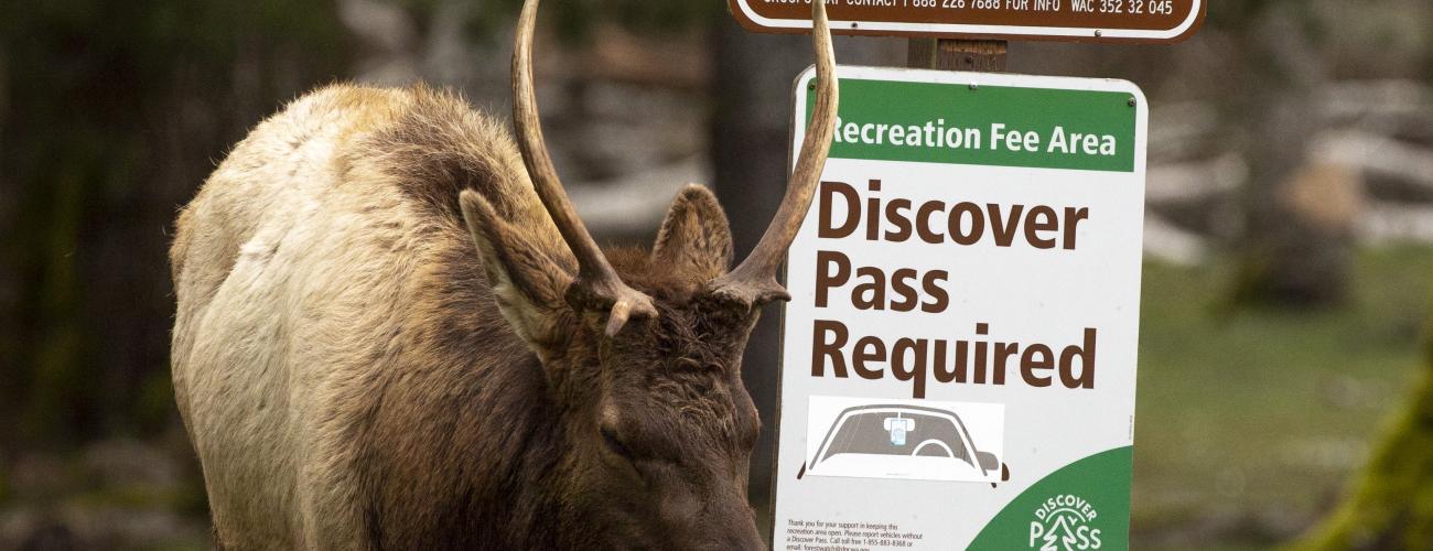 Elk standing next to Discover Pass Required sign at Dosewallips