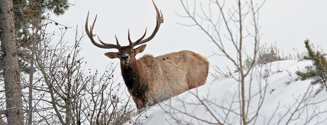 Elk with large antlers in snow