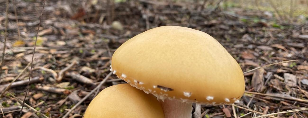 Two yellow mushrooms