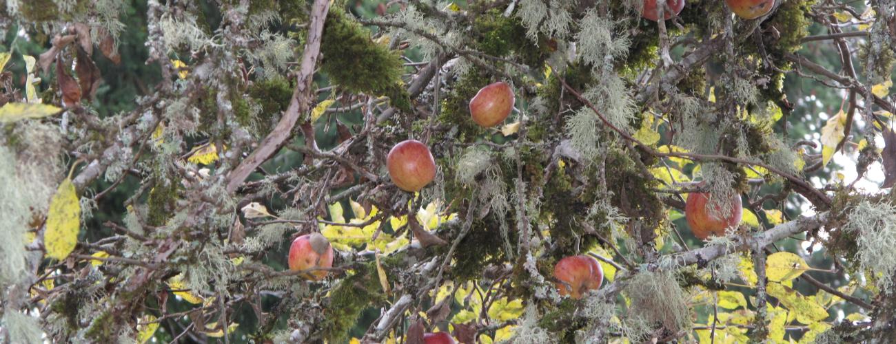 Red apples in tree