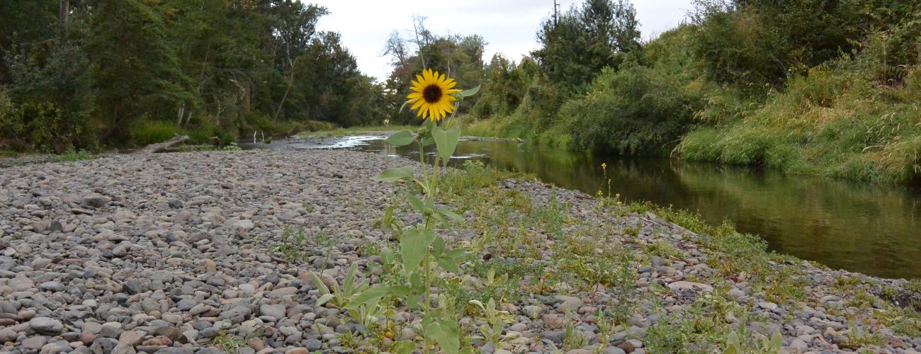 Sunflower near stream with river rocks