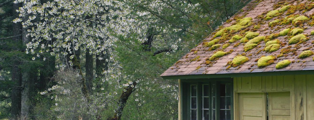 Old barn, shrubs and white flowering tree