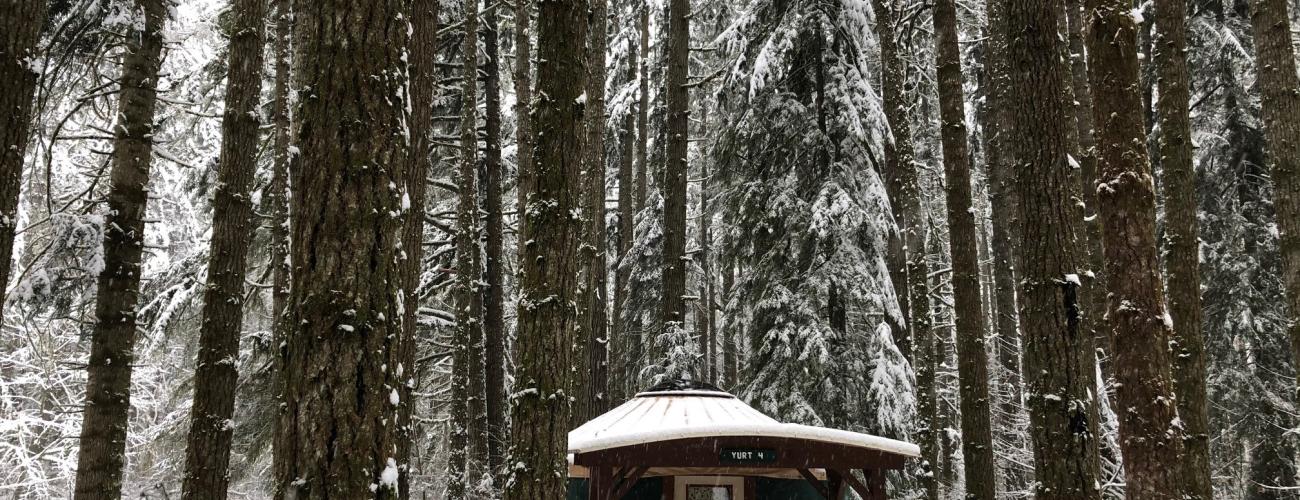 Yurt covered in snow surrounded by tall evergreen trees