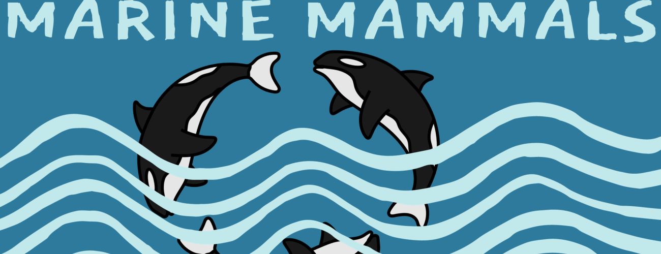 Banner with dark blue background and light blue waves while three orcas jump in the water