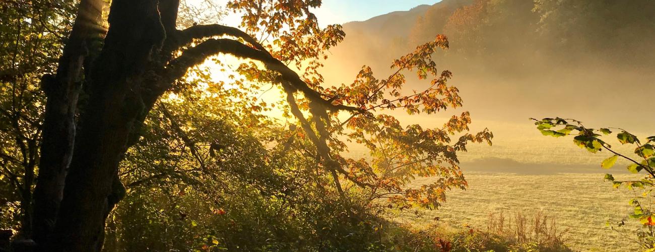 A stand of trees with golden leaves silhouetted by the rising sun, with a mountain in the background.