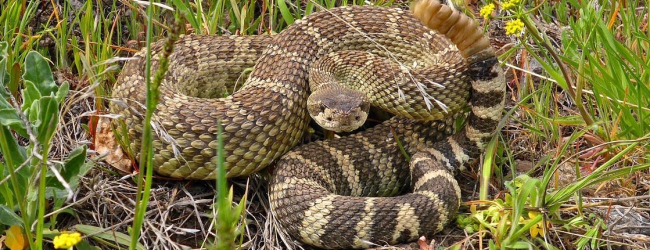 A rattlesnake sits in the grass coiled up, with its rattle in motion.