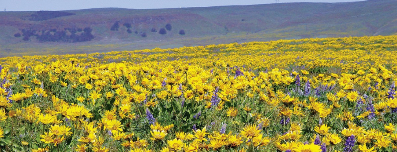 A field of yellow balsamroot with bluffs and sky in the background.
