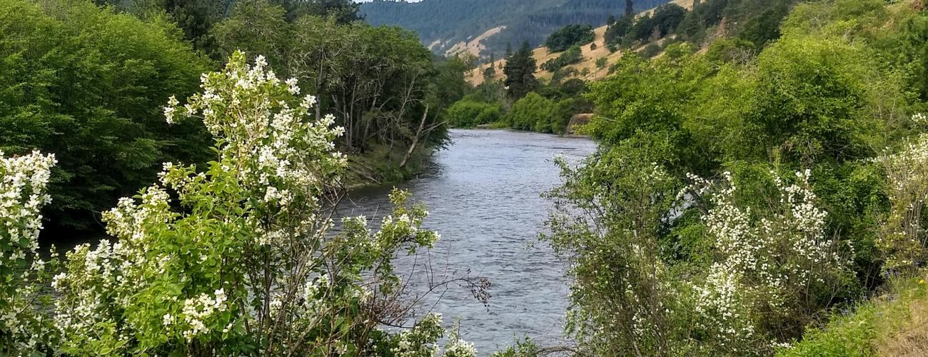 A river with trees with white blossoms in the foreground.