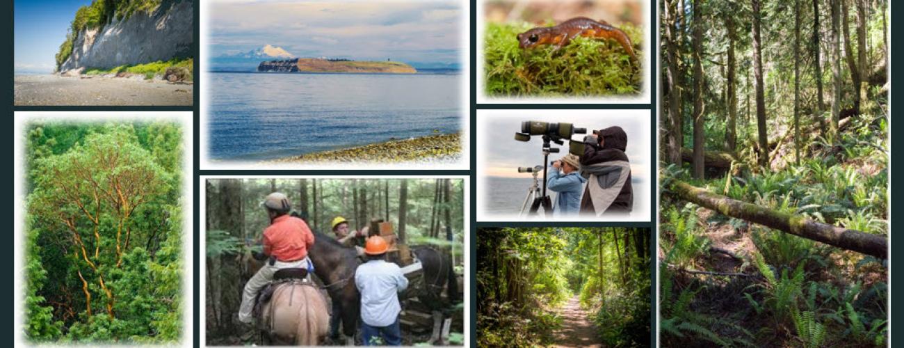 Collage of photos: beach cliffs, view of island, newt on lichen, forest trail with trees and ferns, tall tree, people riding horses, people taking pictures