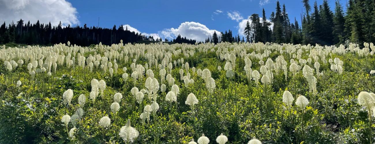 Beargrass at Mount Spokane by Laura Brou