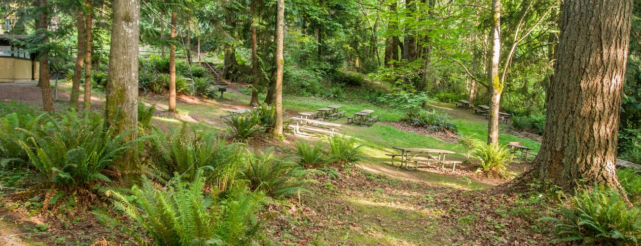 picnic table tucked into a forested area with ferns and shrubs