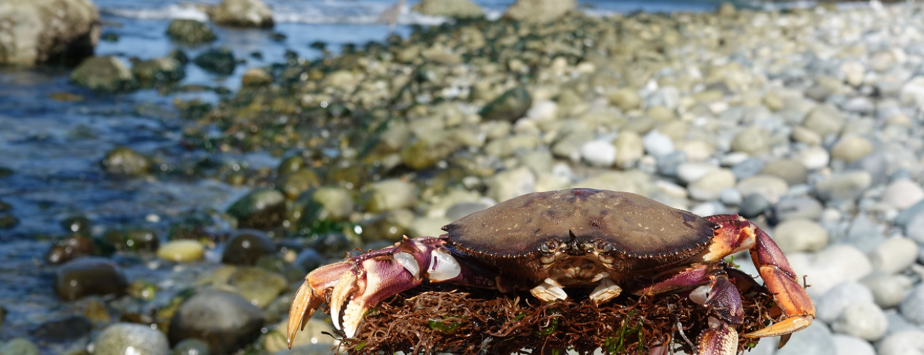 Large Dungeness crab molt sitting on a seaweed holdfast being held up by a hand. The rocky beach of Fort Casey State Park and Whidbey Island's bluffs in the background.