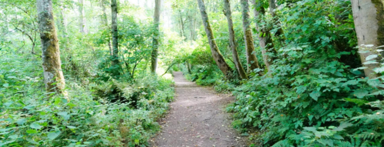 Unpaved trail leading through red alder trees with a developed understory of ferns, shrubs, herbaceous plants.