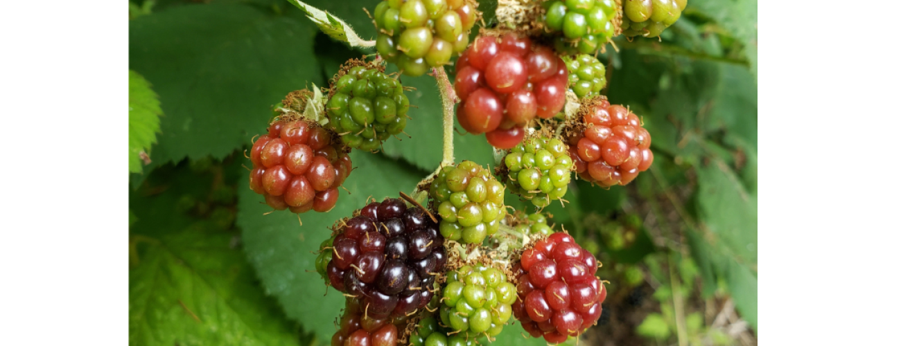 Image of berries with the friends of lake sammamish state park heron logo with the words plant ID walk. 