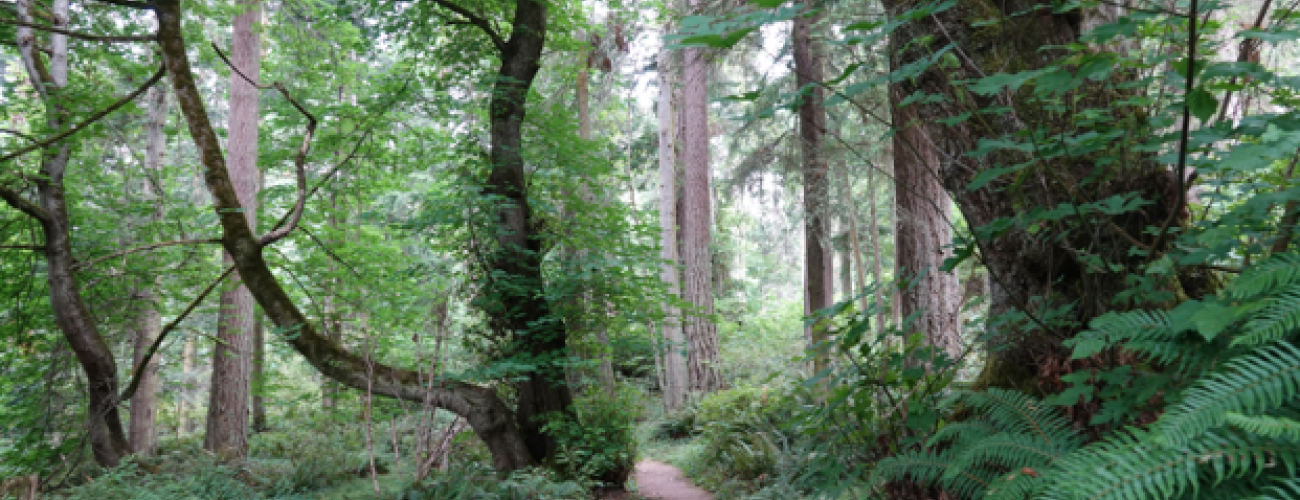 Narrow unpaved trail through a forest thick with ferns and gnarled twisting big leaf maples overhead.