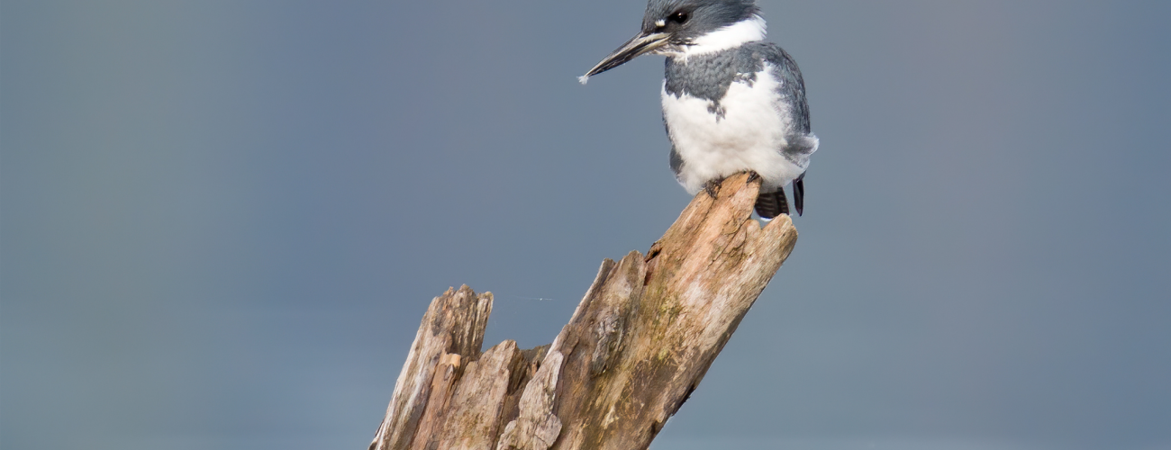 Belted Kingfisher sitting on a dead snag at Lake Sammamish State Park with the lake in the background. Photo by Mick Thompson.