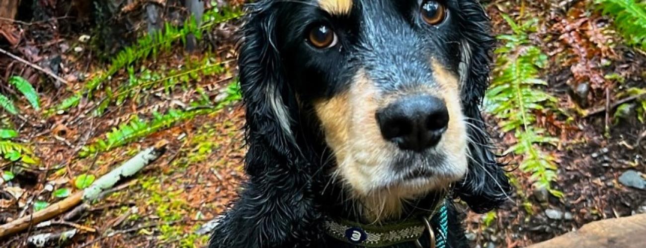 Wet dog wears leash on park bench