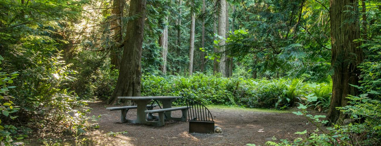 campsite nestled among tall evergreen trees