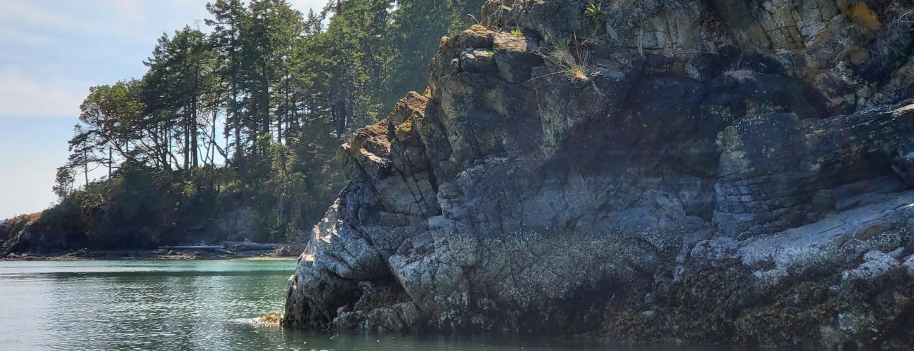 trees on cliffs above the ocean