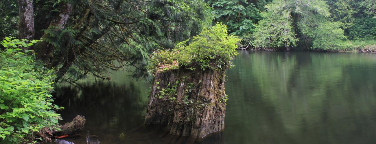 dense forest surrounding still lake water