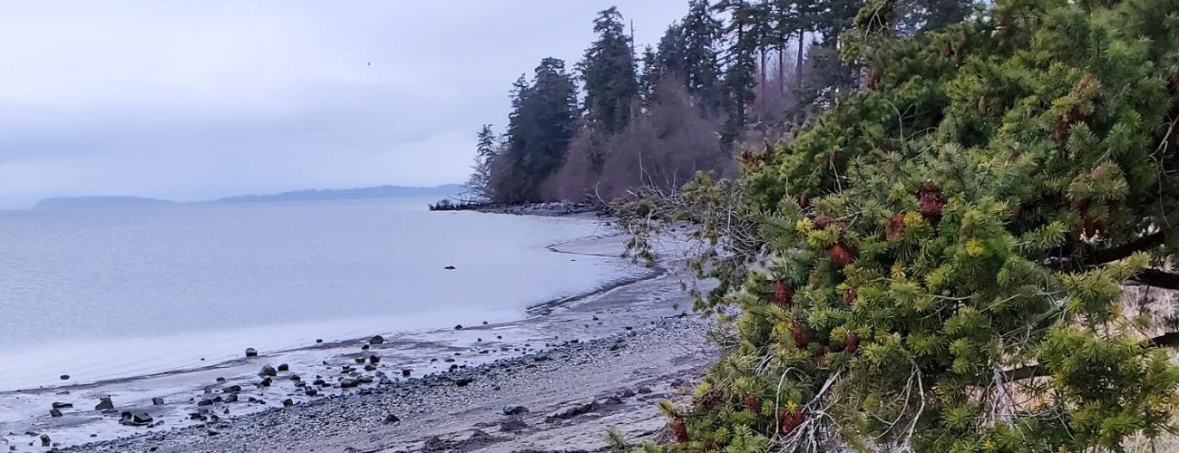 gravel beach with forest on shore