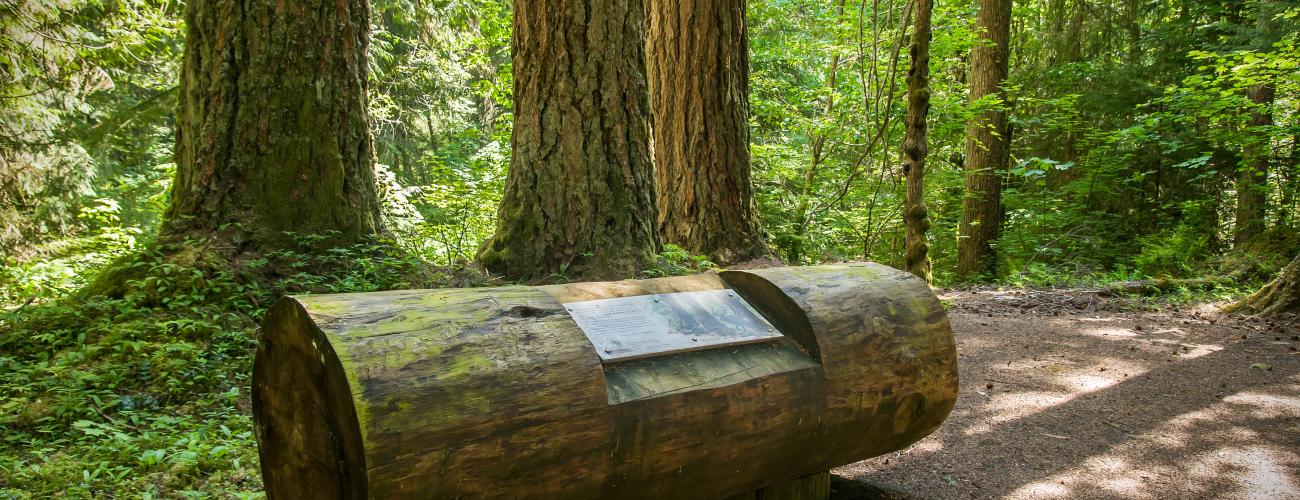 sign on log surrounded by large trees