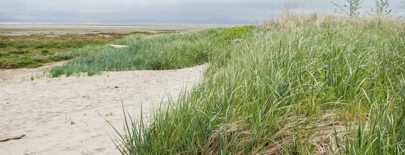 grasses growing on sand dunes near ocean beach