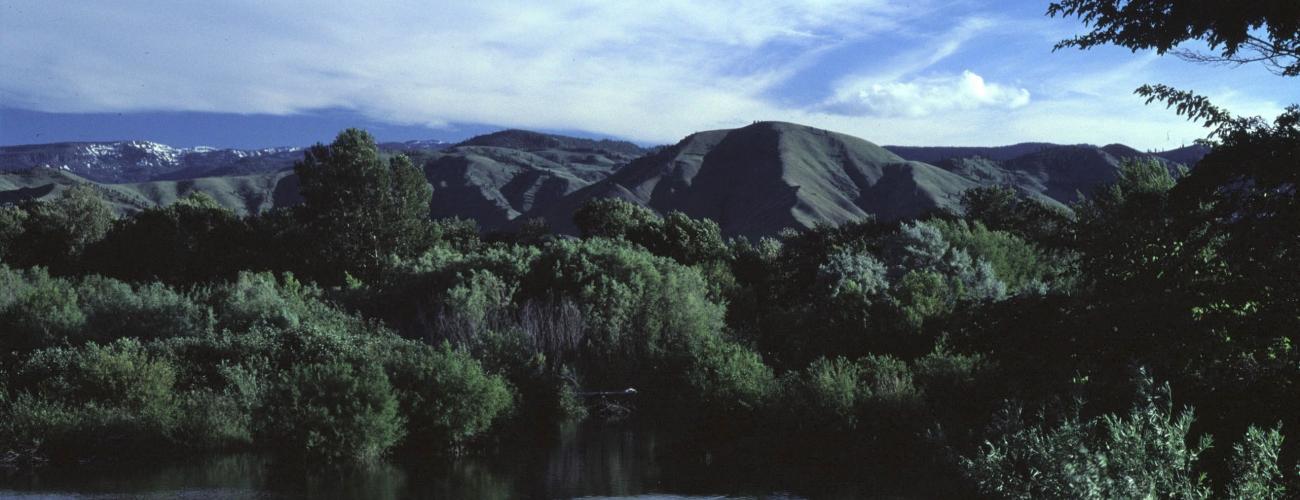 trees by river with green hills in background