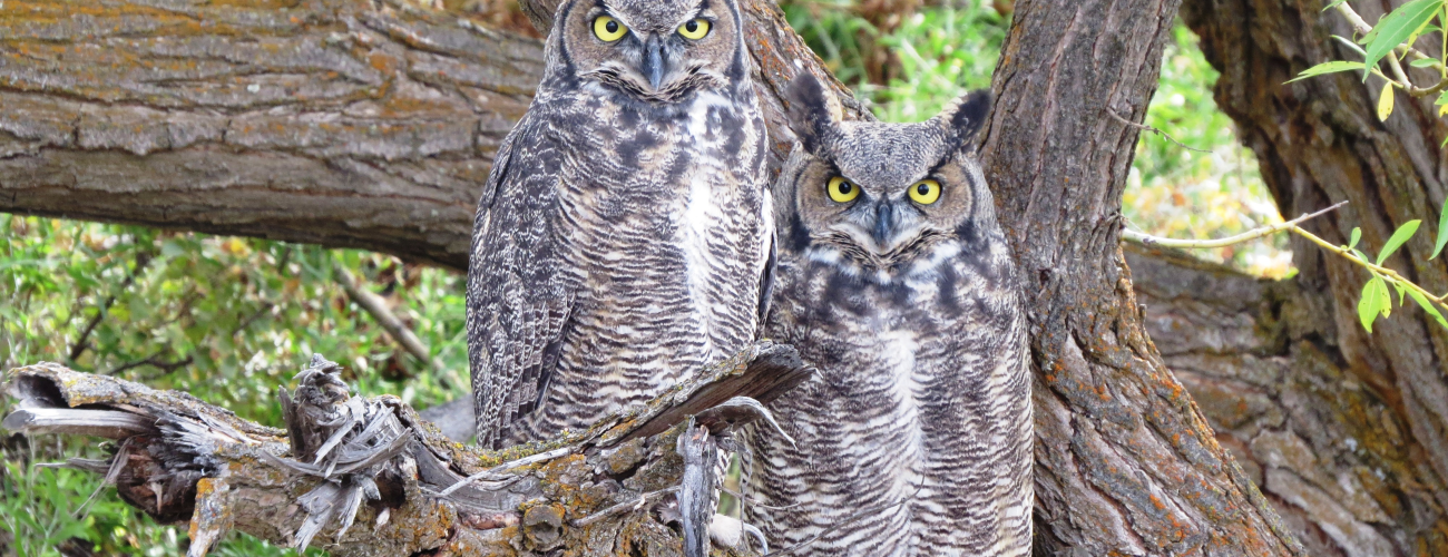 Two great-horned owls sit side by side on a tree branch and looking intensely and directly at the camera. 