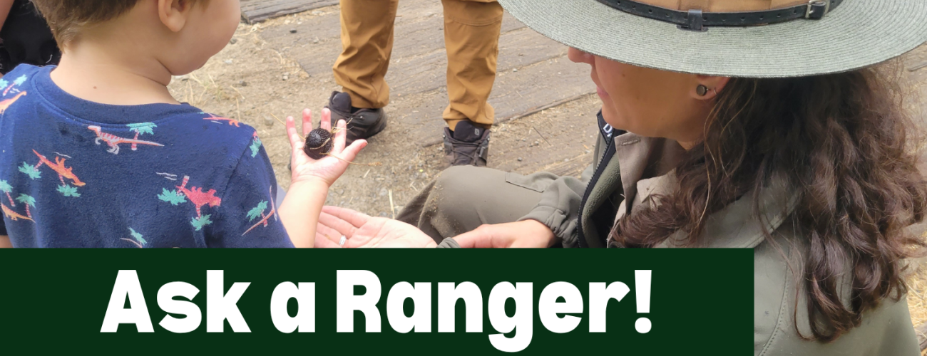 Image of a female interpretive specialist on the right wearing a green ranger hat and green jacket. She is showing a masculine-presenting child on the left something in her hand. The child is wearing a blue shirt and has brown hair. 