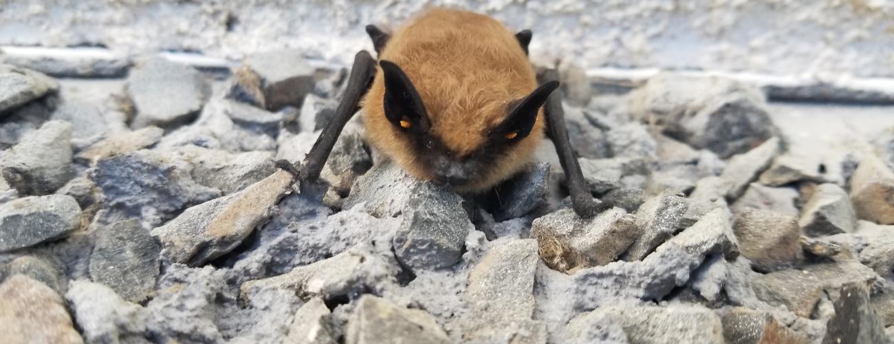 Little Brown Bat - Dry Falls Visitor Center July 2022