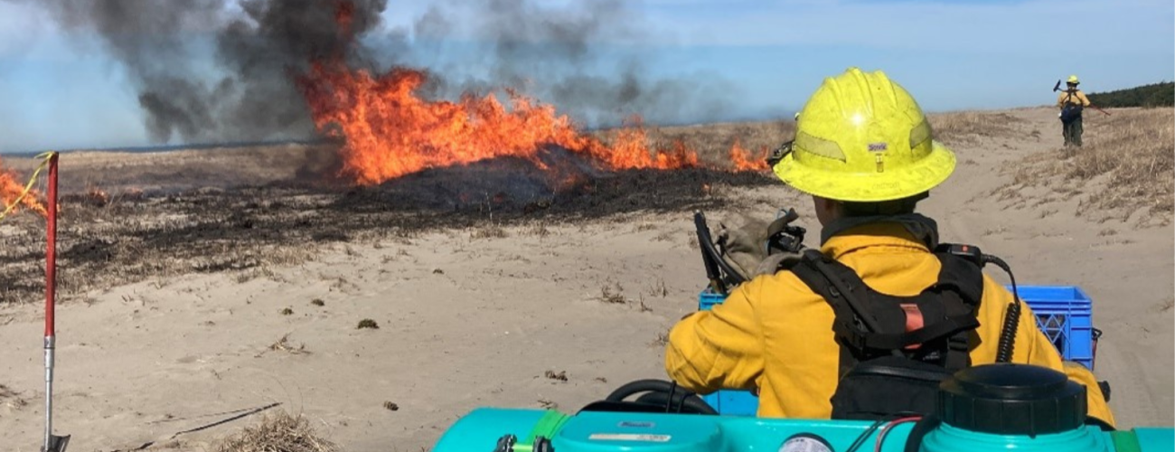 Firefighter wtaches fire from a prescribed burn on a beach dune.