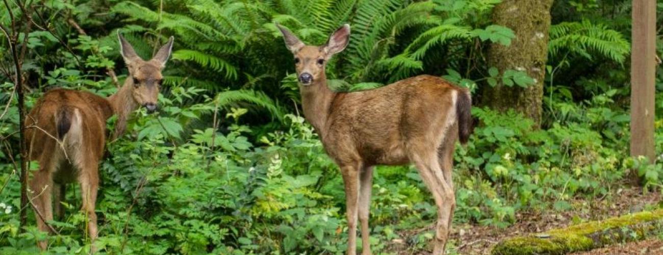 two small deer beside paved road surrounded by trees and greenery